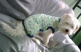 puchy
